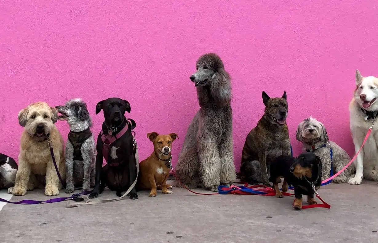 litter of dogs fall in line beside wall