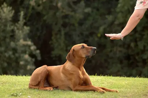 Formation pour un Chien Récemment Adopté