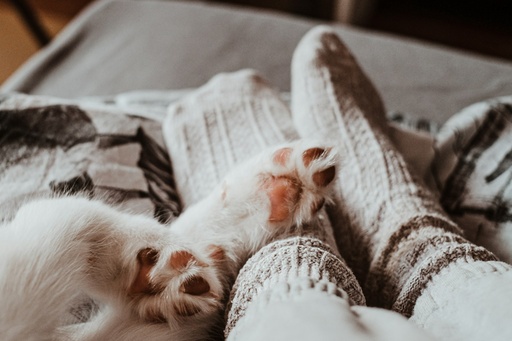 Soins Animaliers de Base